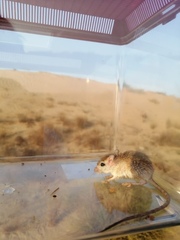 Gerbillus nanus