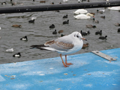 Chroicocephalus ridibundus