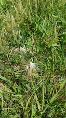 Bouteloua megapotamica