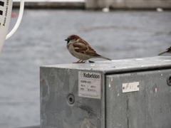 Passer domesticus