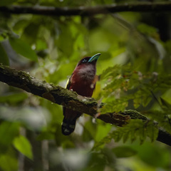 Eurylaimus javanicus