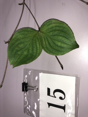 Cornus kousa