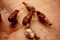Columba livia domestica