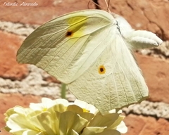 Anteos clorinde