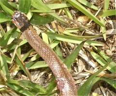 Aparallactus capensis