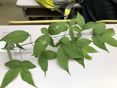 Callicarpa mollis