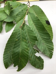 Quercus variabilis