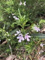 Westringia eremicola