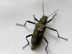 Strongylium bifoveolatum