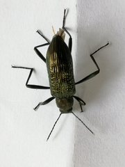 Strongylium bifoveolatum