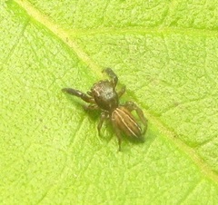 Marpissa lineata