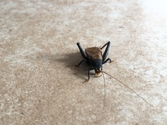 Gryllidae