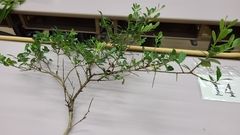 Ilex crenata crenata