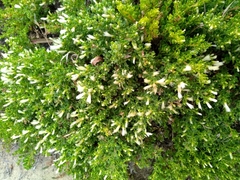 Baccharis pilularis pilularis