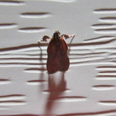 Galasa nigrinodis
