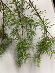 Juniperus rigida