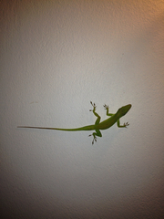 Anolis chlorocyanus