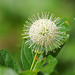 Buttonbush - Photo (c) Jerry Cannon, some rights reserved (CC BY-NC), uploaded by Jerry Cannon