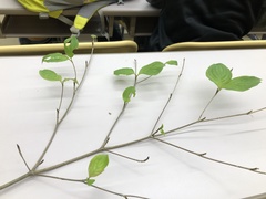 Cornus kousa