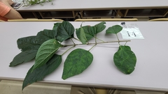 Clerodendrum trichotomum