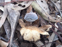 Geastrum tenuipes