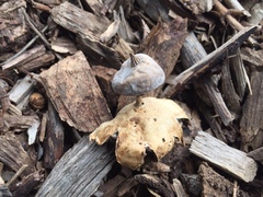 Geastrum tenuipes