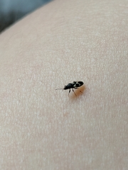 Oxycarenus luctuosus