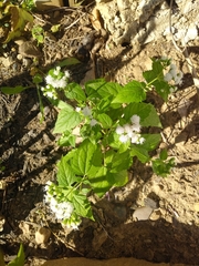 Ageratina altissima