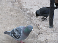 Columba livia domestica