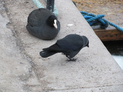 Corvus monedula