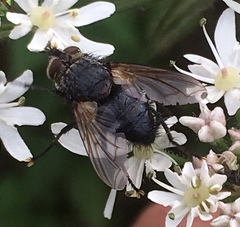 Eurithia anthophila