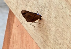 Eunica eurota