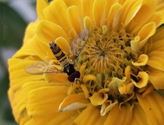 Allograpta obliqua