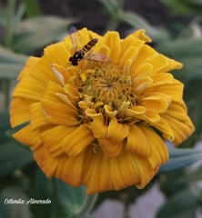 Allograpta obliqua