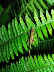 Anolis schiedii