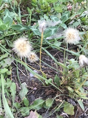 Scorzoneroides autumnalis