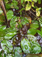 Potamogeton suboblongus