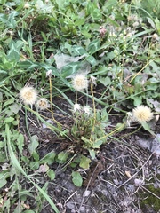 Scorzoneroides autumnalis