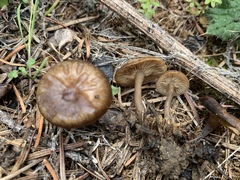Lyophyllum anthracophilum
