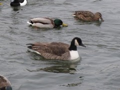 Branta canadensis