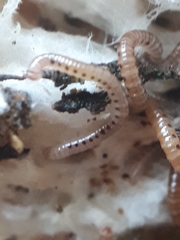 Proteroiulus fuscus
