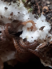 Proteroiulus fuscus