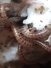 Proteroiulus fuscus