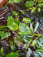 Potamogeton suboblongus