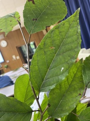 Neoshirakia japonica