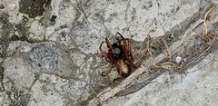 Megalostrata