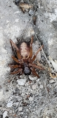 Megalostrata