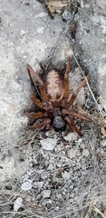 Megalostrata