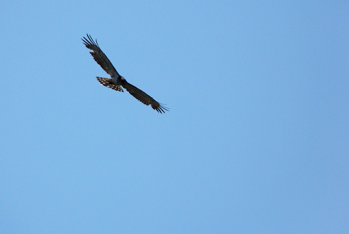 Circaetus gallicus