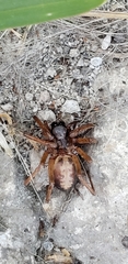 Megalostrata